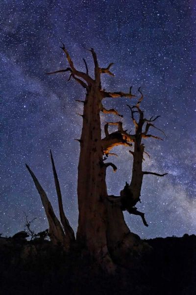 CA, White Mts A bristlecone pine and Milky Way